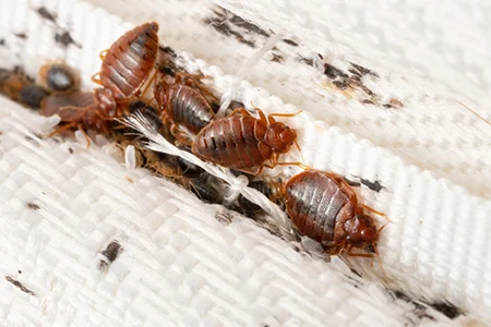 bed bugs on mattress