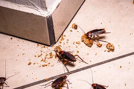 cockroaches in kitchen