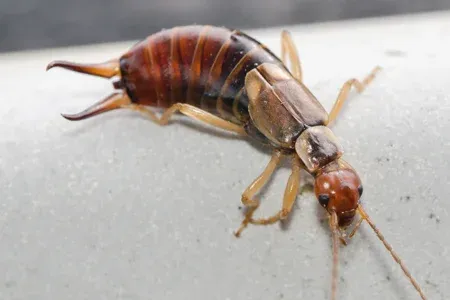 earwig