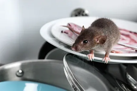 mouse in kitchen