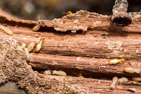 termites on wood