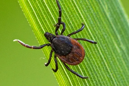 tick in grass