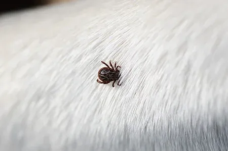 tick on dog