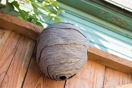 wasp nest