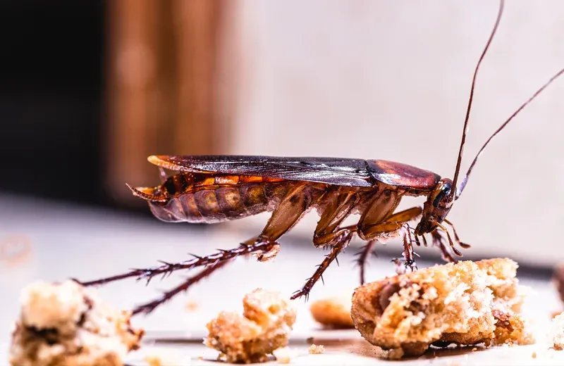 cockroach on floor in kitchen