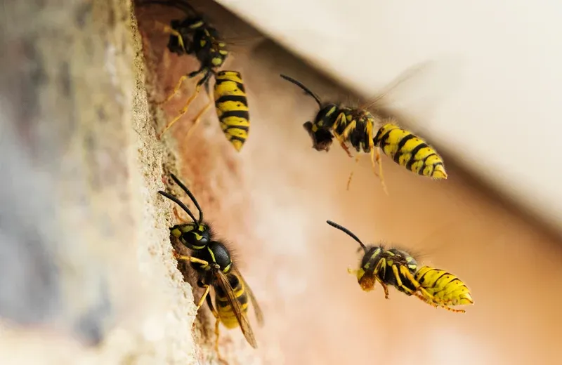 wasp flying into a nest on a house