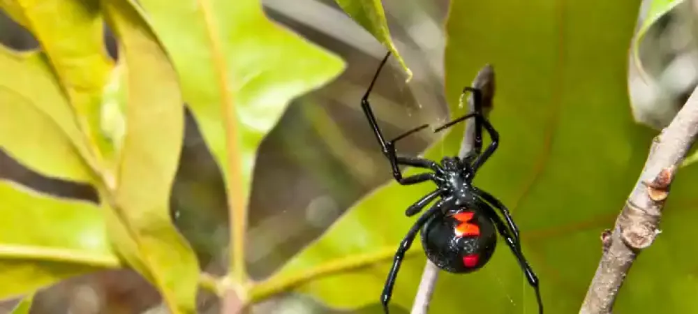 black-widow-spider