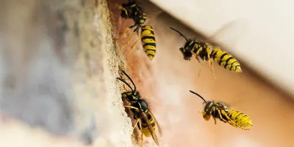 wasps nest in a house